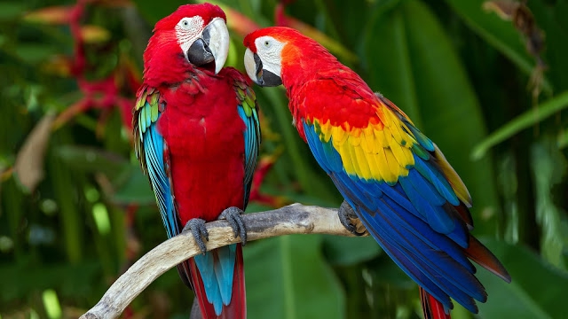 parrots
