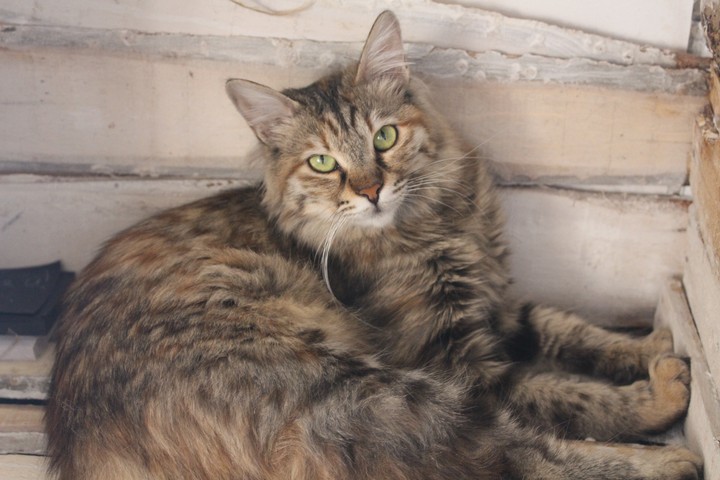 cat