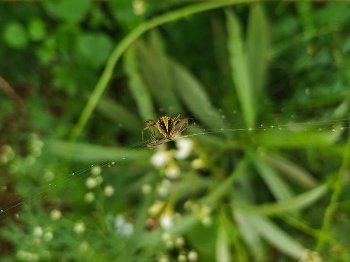 Spidy