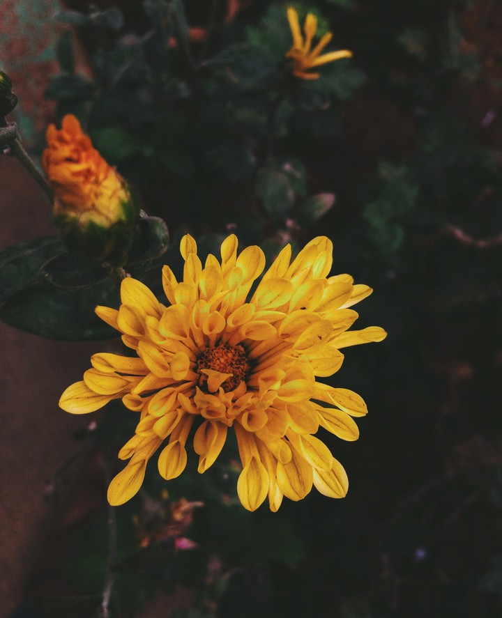 blooming
