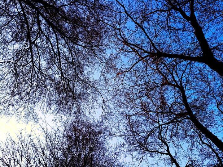 trees
