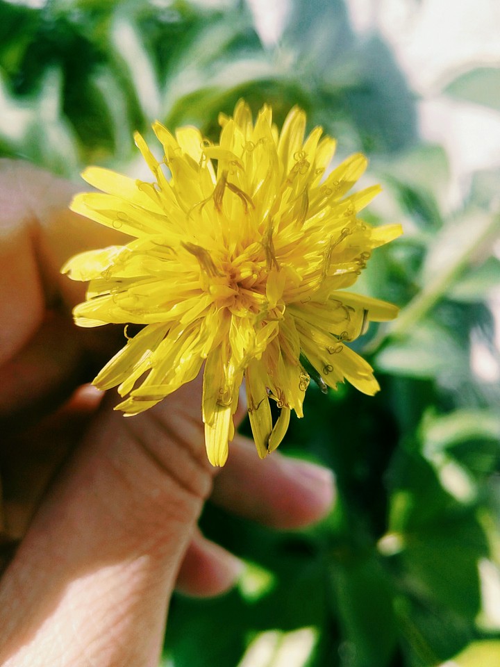 yellow☀