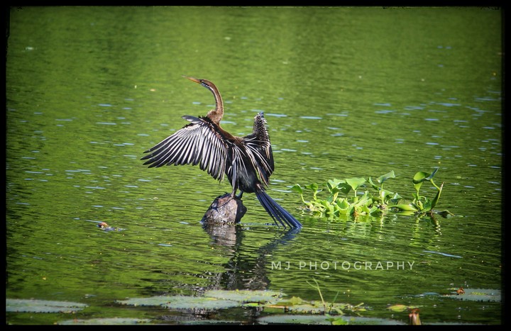 beauty of nature