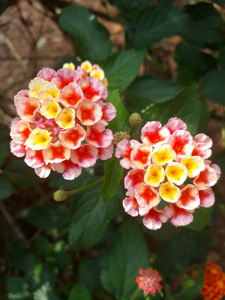 flores