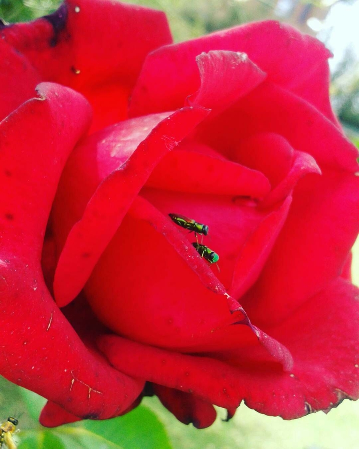 insects on red rose