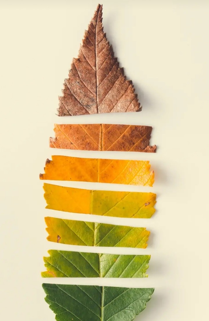 Leaf