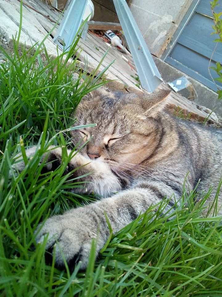 My cat 