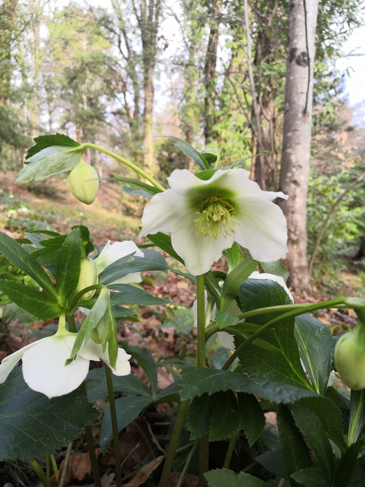 flowers