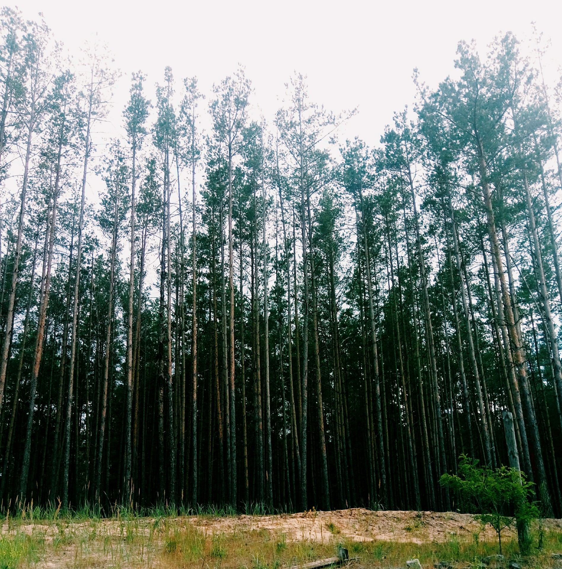 trees