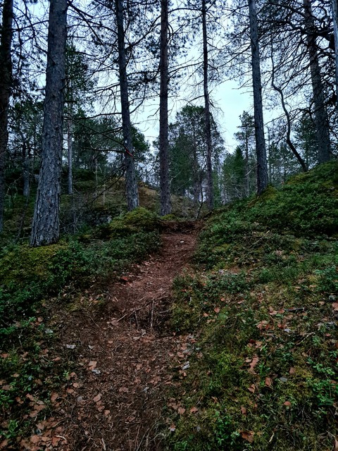forest
