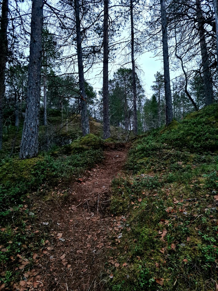 forest