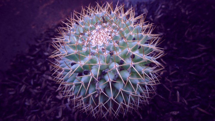 ¿It stings and is dangerous?