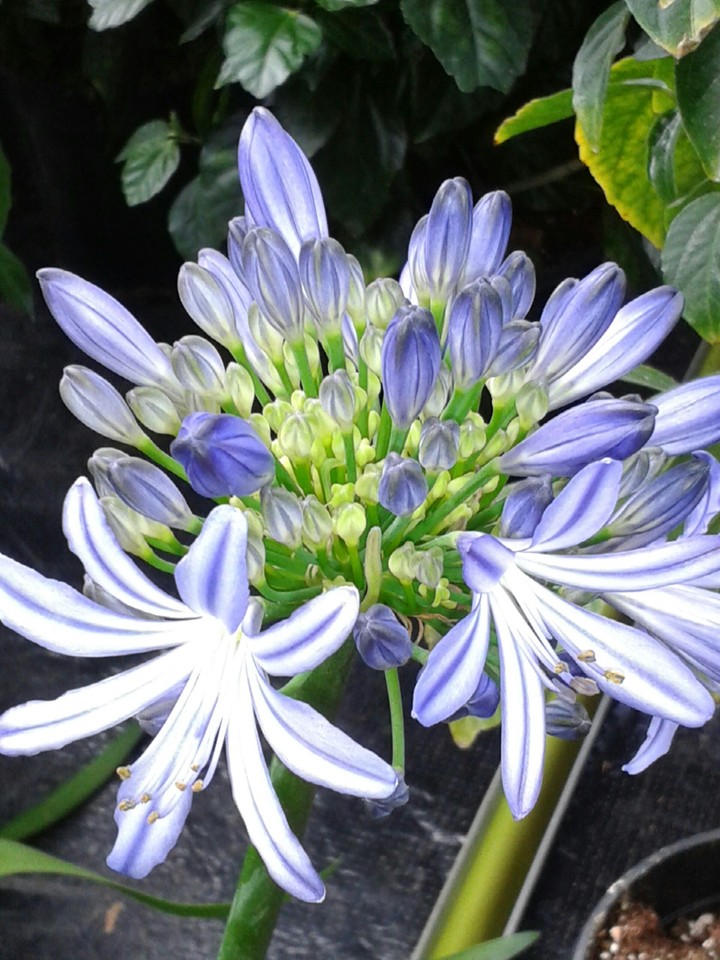 Blume