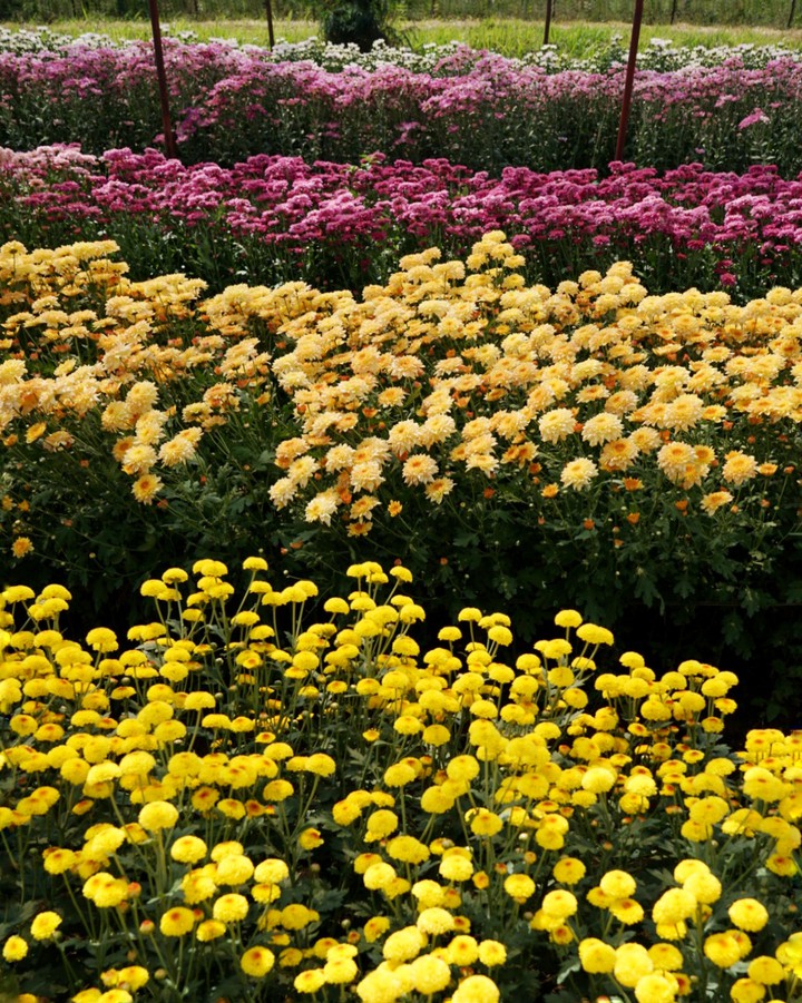 flower field