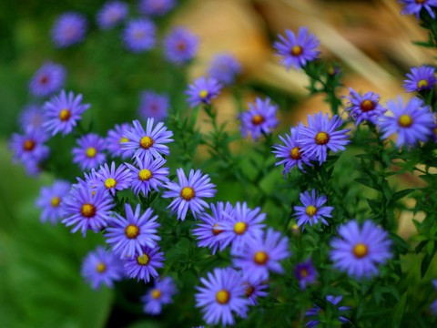 шпалери plant, petal