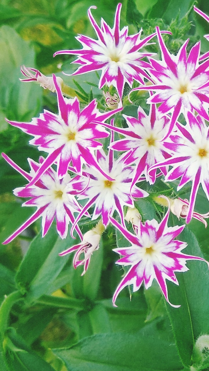 Star phlox