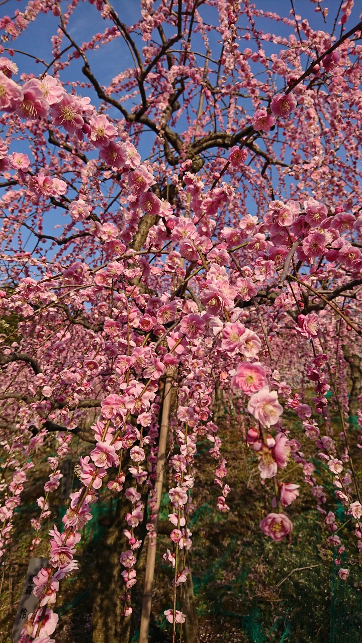 梅(ume)