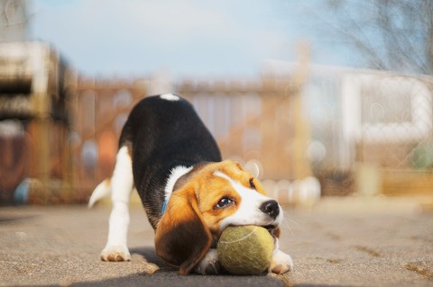 canidae, beagle壁紙