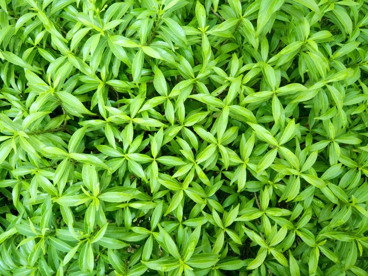 Aewsome Leaves
