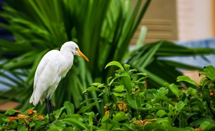 Stork