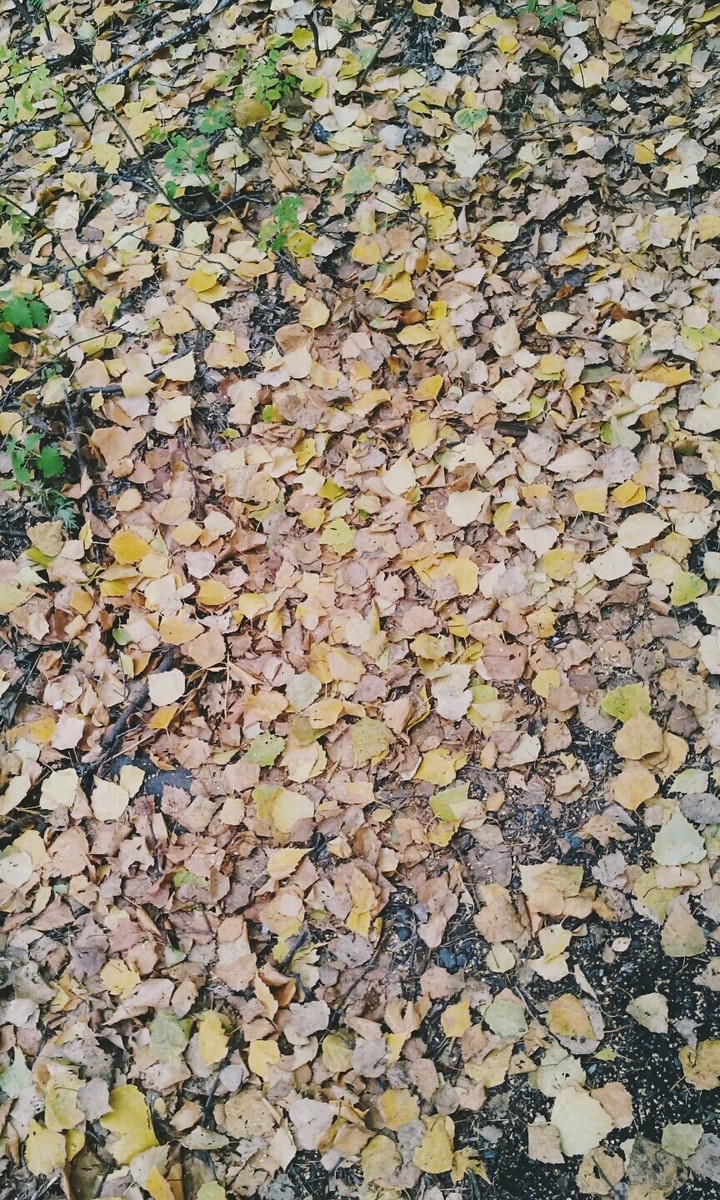 много листиков