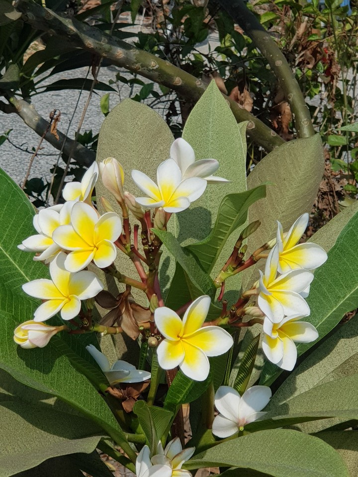 雞蛋花