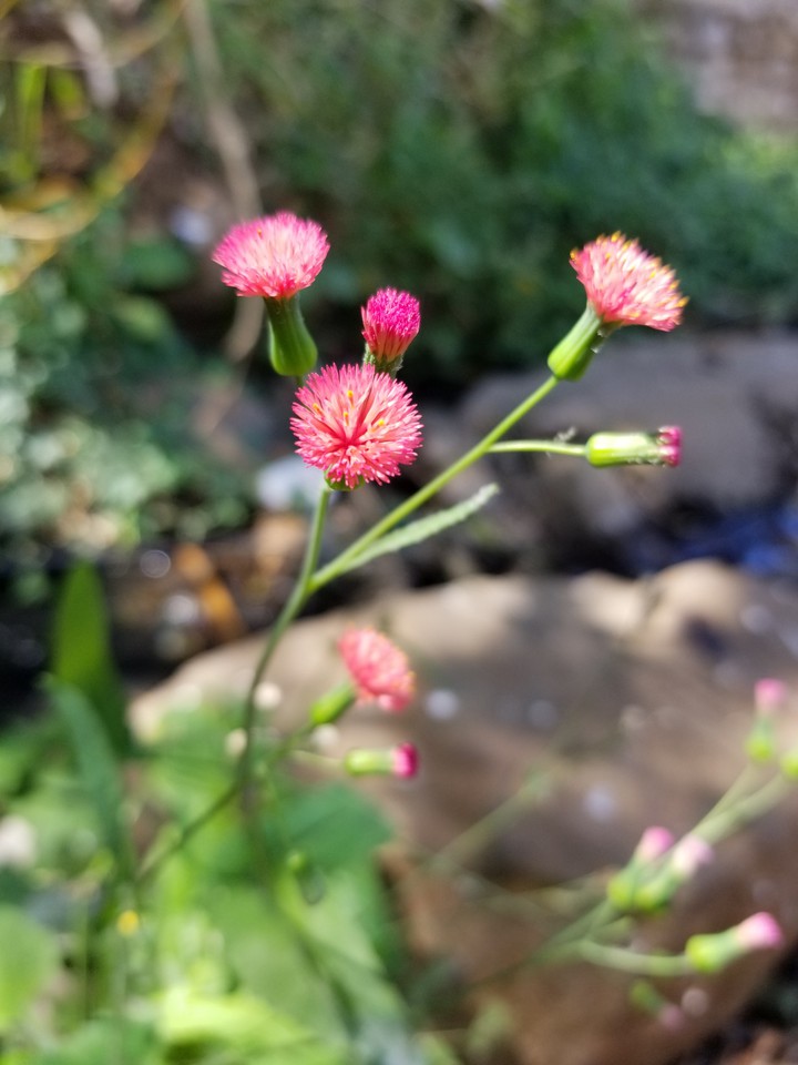 Small Wild Flower