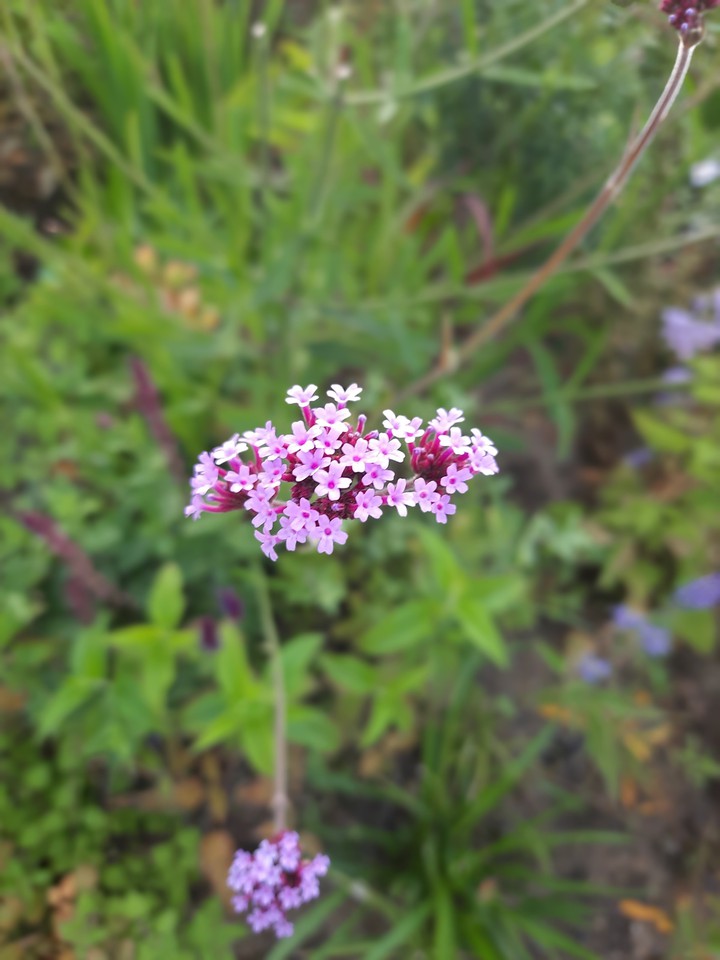 cutieflower