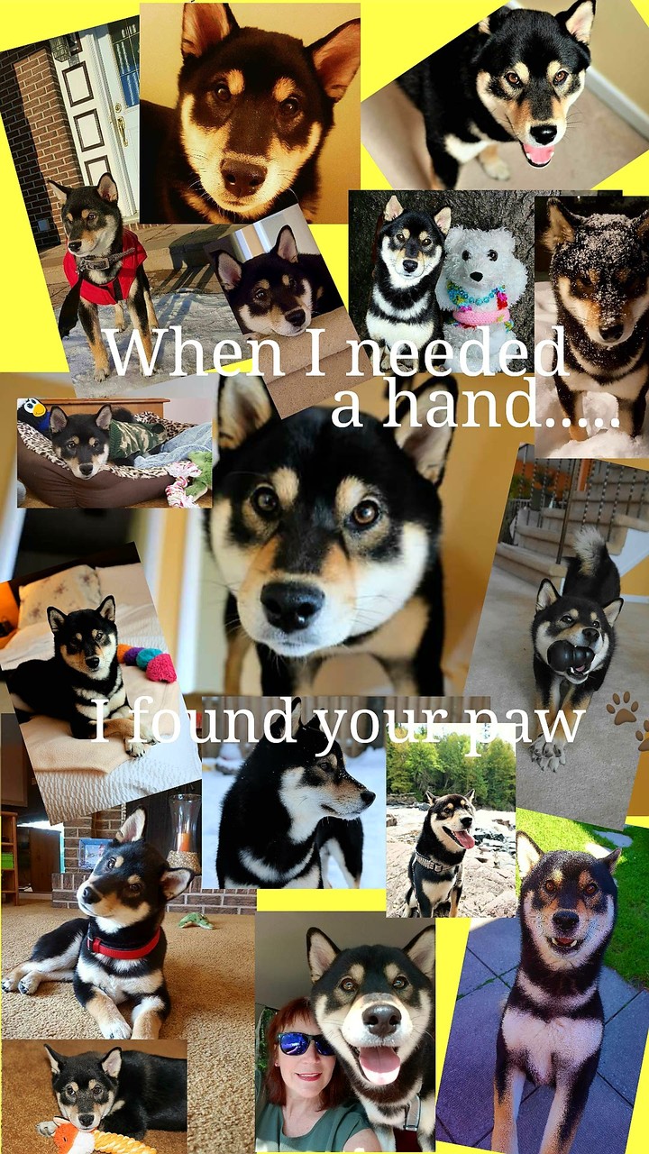 Tribute to my dog