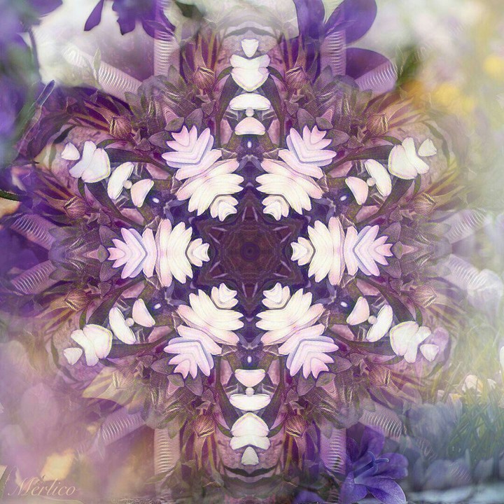 beautiful flowers cluster
