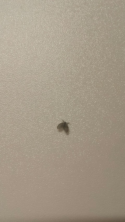 Fliege
