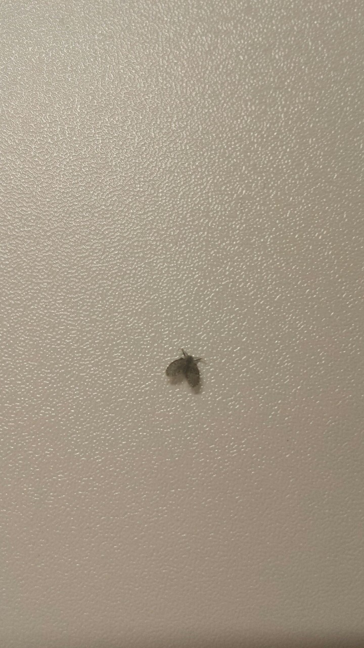 Fliege