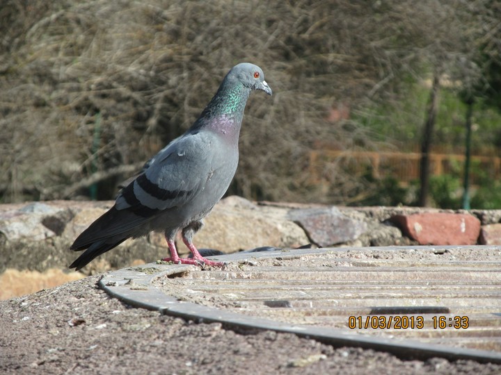 Pigeon