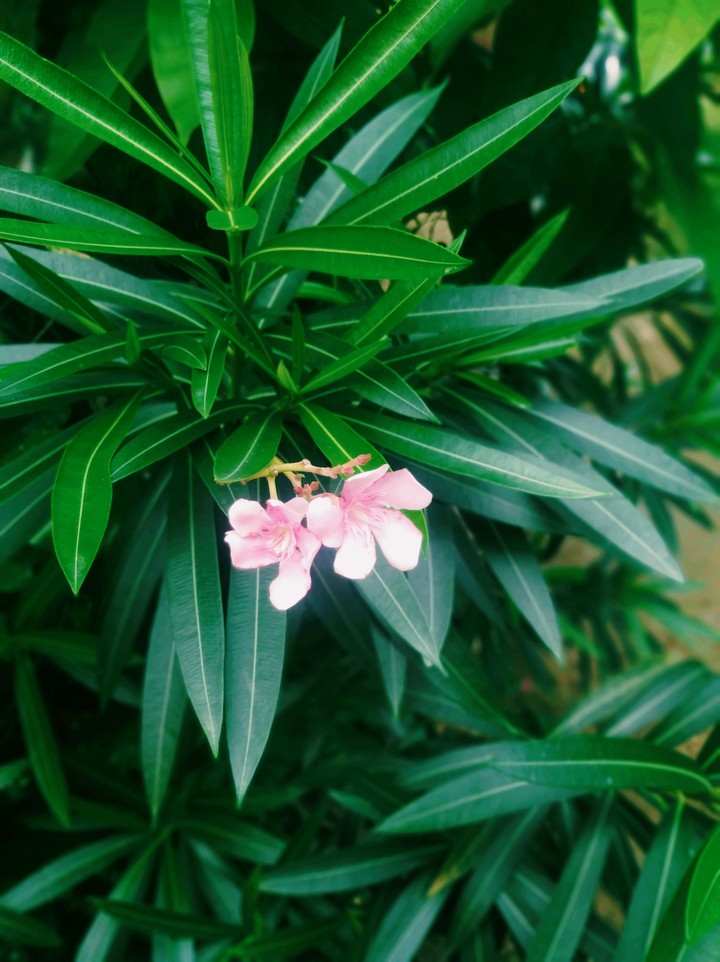 lovely Nature