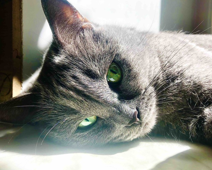 my cat my love