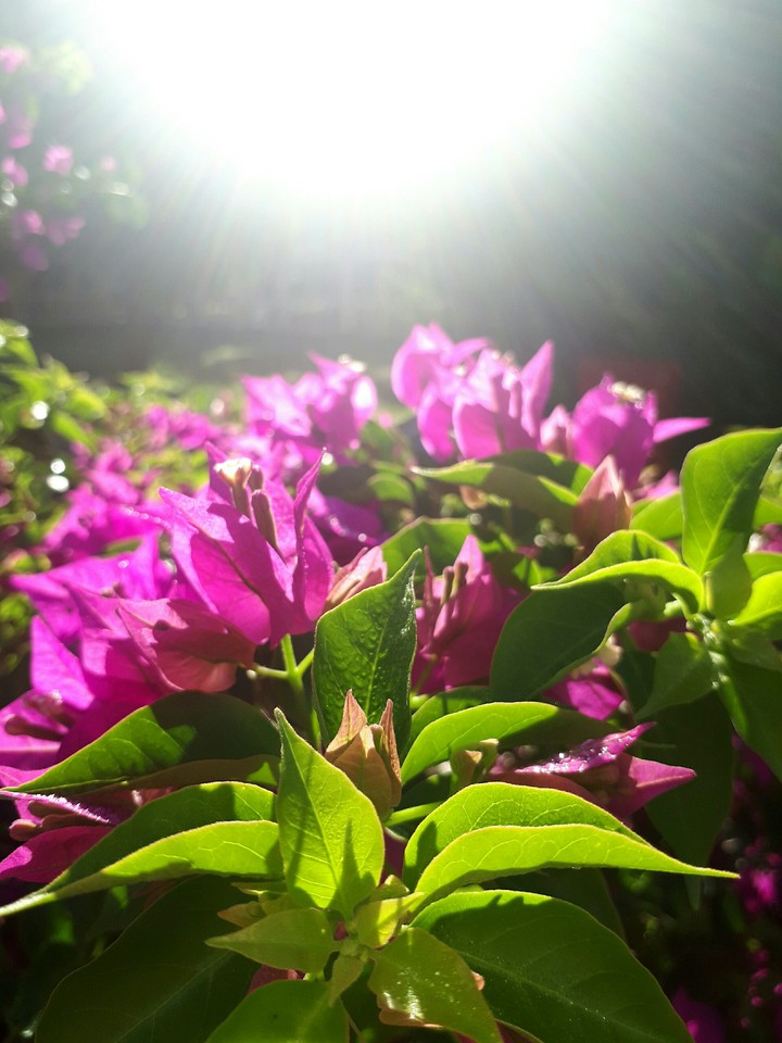 pink