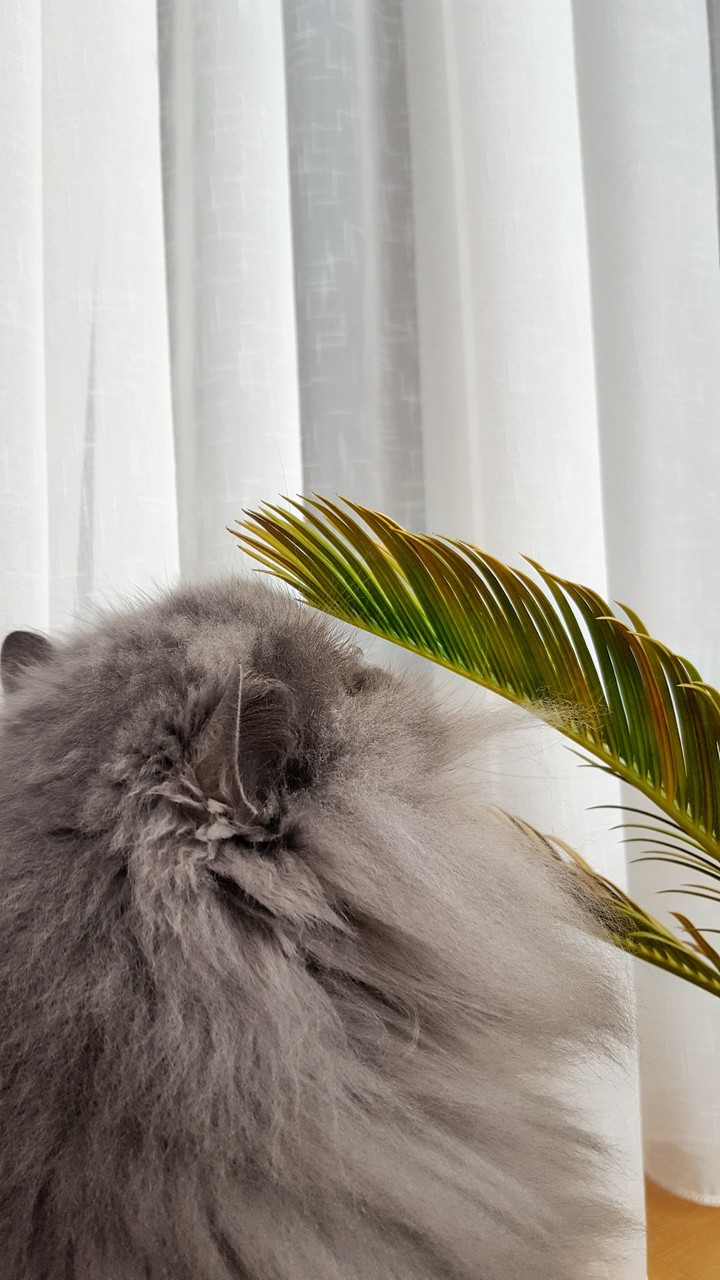 cat