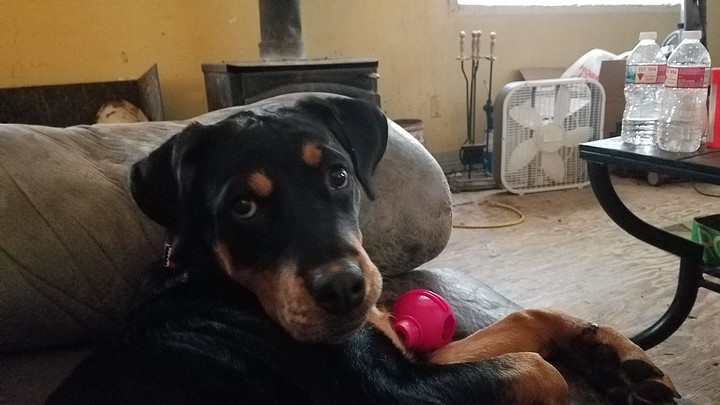puppy