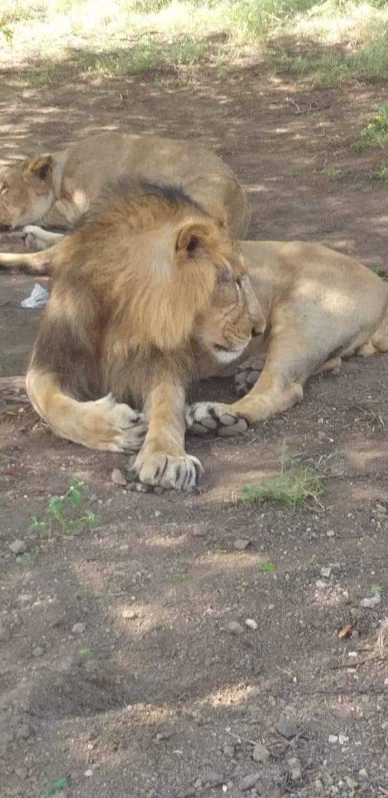Girnar's pride