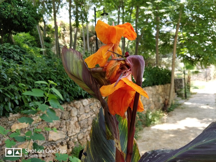 flower