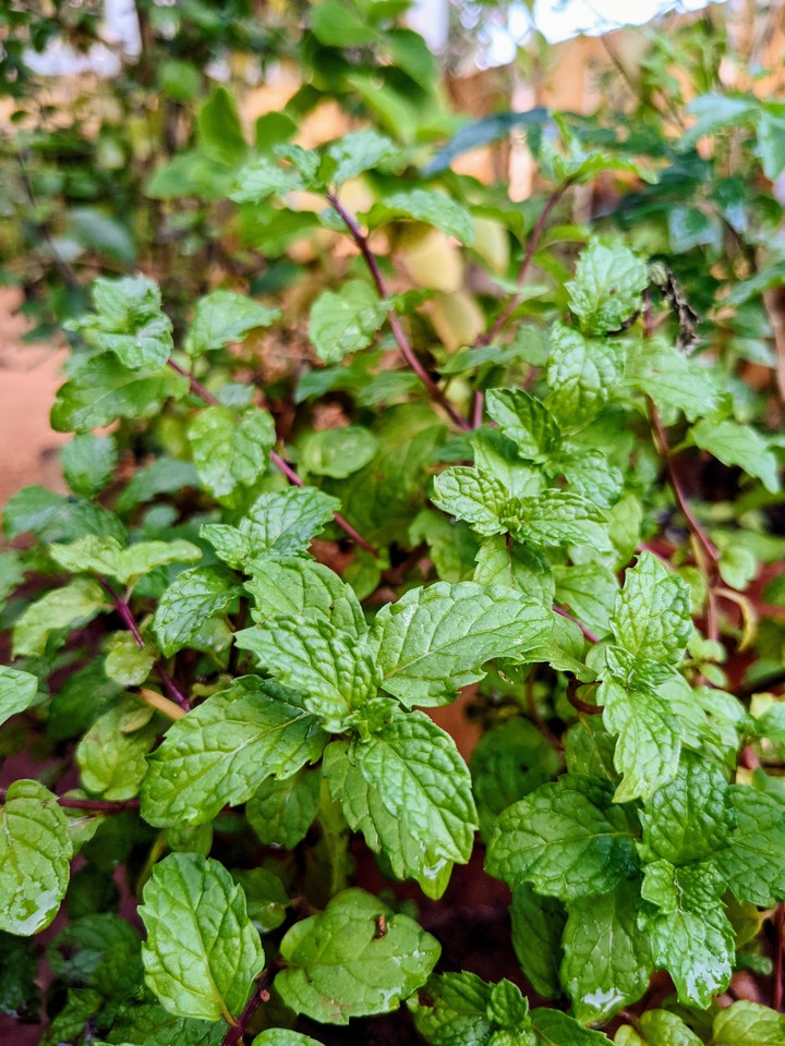 Basil Leaves