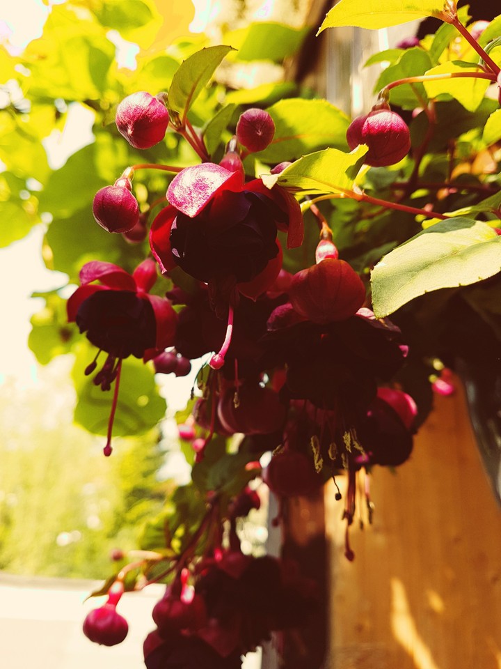 Fuchsie