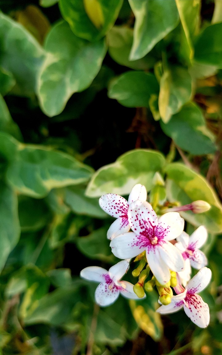 A flower