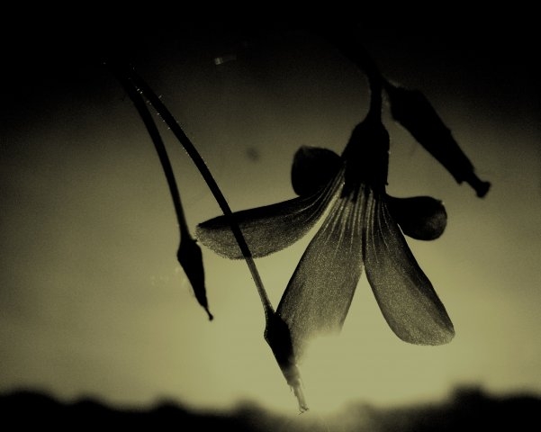 flower at sunset