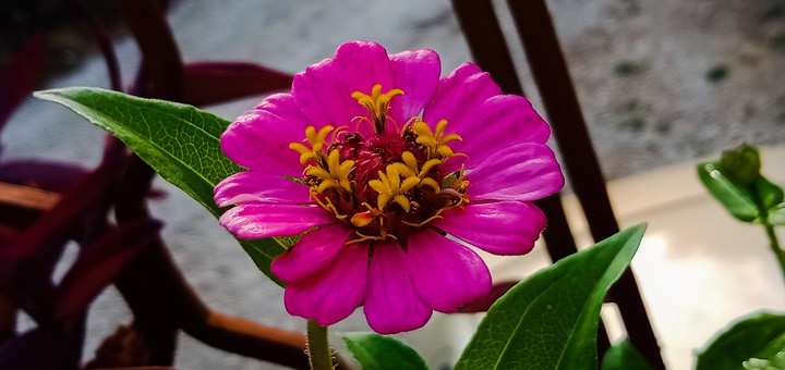 MY FLOWER