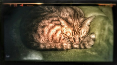 horror cat