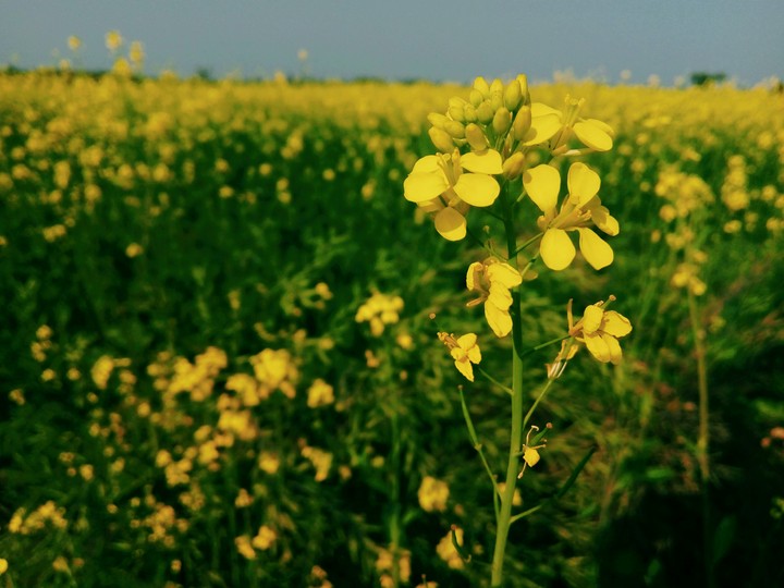 Flower