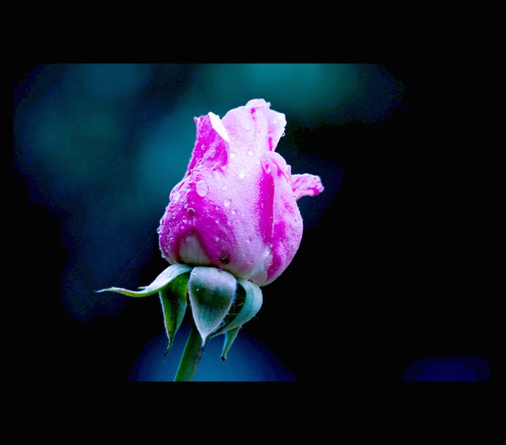 Flower Bright