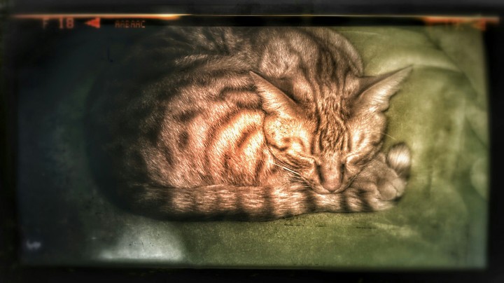 horror cat