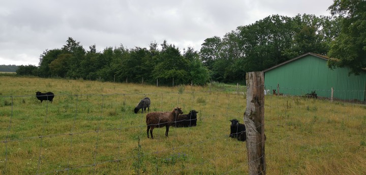 Grenaa